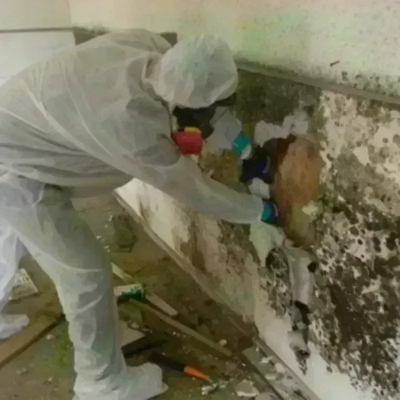 Mold Remediation and Removal in Benton, ME